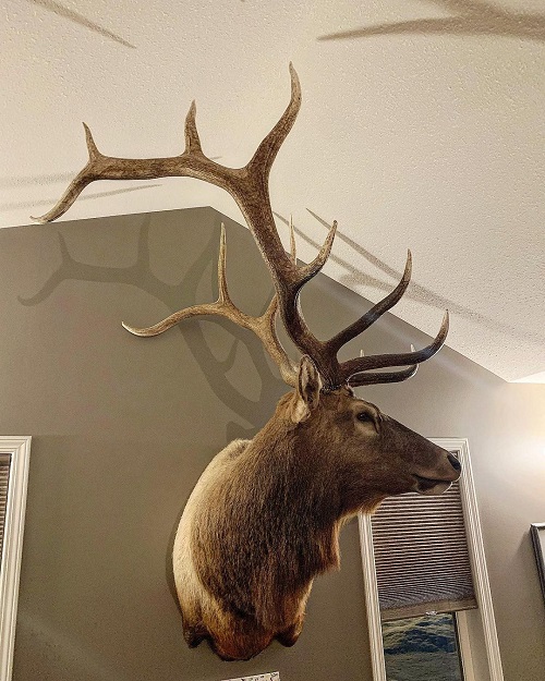 Elk Mount Ideas 3