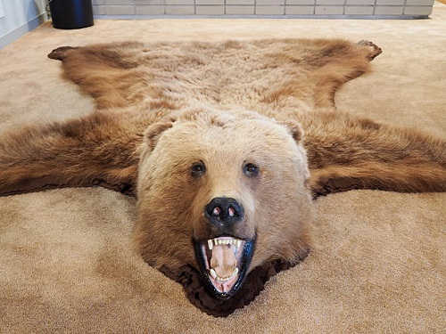 Bear Rug Display Ideas 2