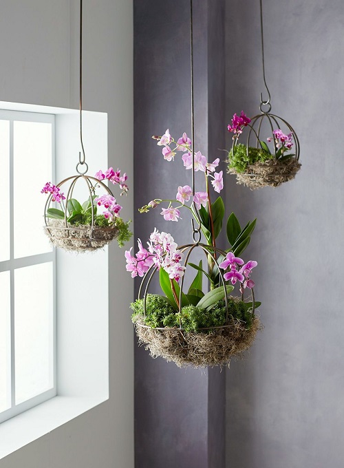 Orchids Display Ideas 3