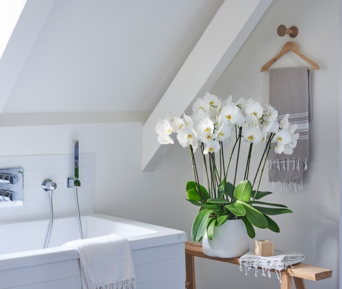 Orchid Bathroom Oasis