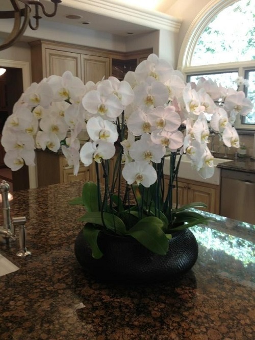 Orchid Kitchen Island Display