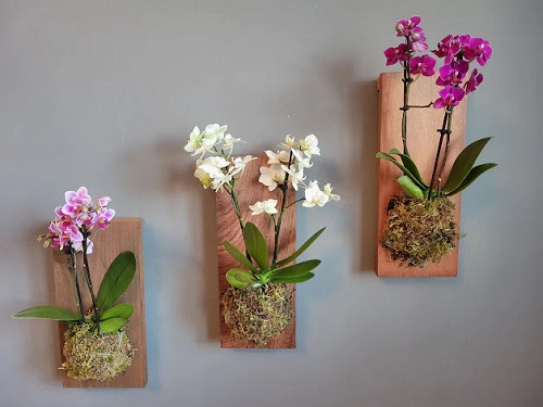 Orchids Display Ideas 4