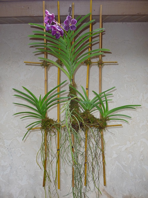 Orchids Display Ideas 12