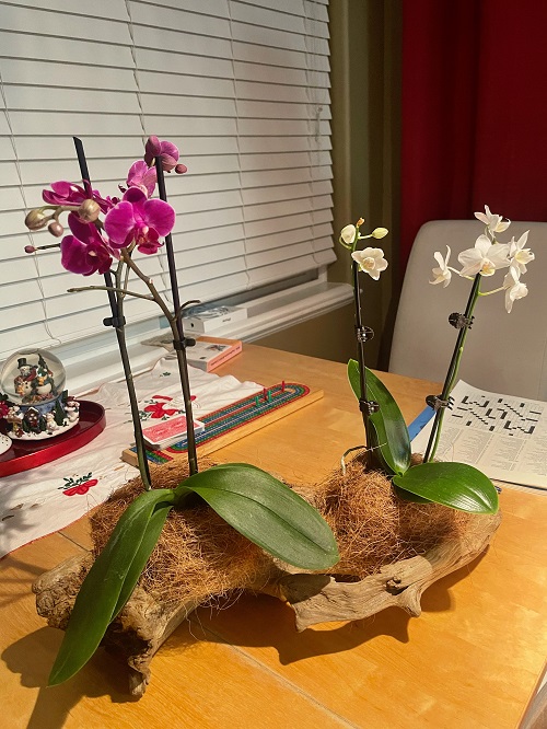 Orchid and Driftwood Display