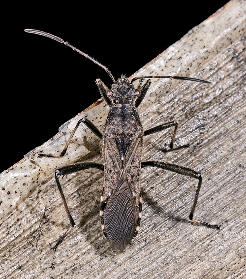 Broad-headed Bugs (Alydidae)