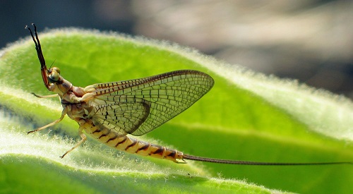 Bugs That Look Like Earwigs 8