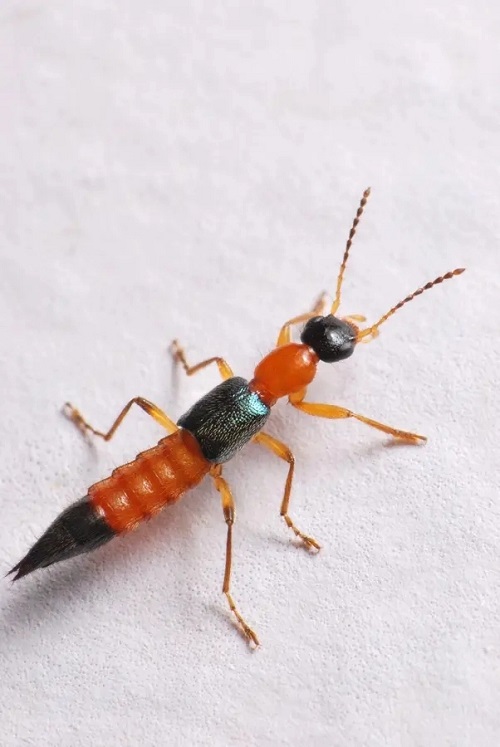 Bugs That Look Like Earwigs 3