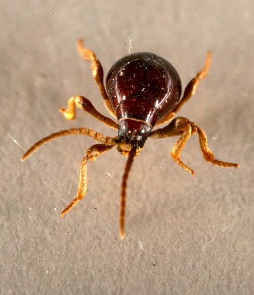 Spider Beetles (Ptinidae)
