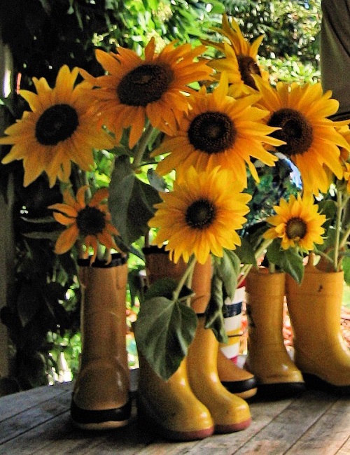 Sunflowers in Boots