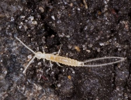 15 Bugs That Look Like Earwigs But They Are Not ⋆ Bright Stuffs
