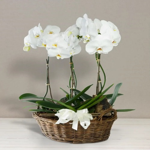 Orchid Arrangement 5