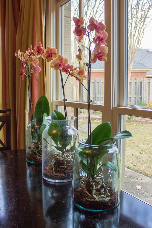 Orchid Arrangement 13