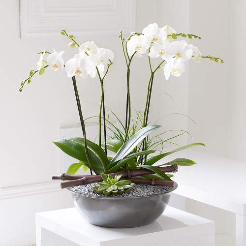 Orchid Arrangement 7