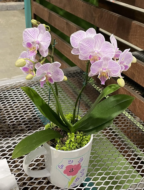 Orchid Arrangement 3