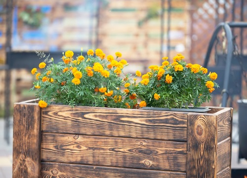 Marigold Arrangements 7