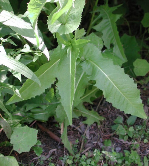 Chicory plant in garden
