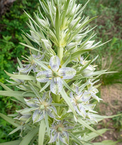 Flowers with 4 Petals 5