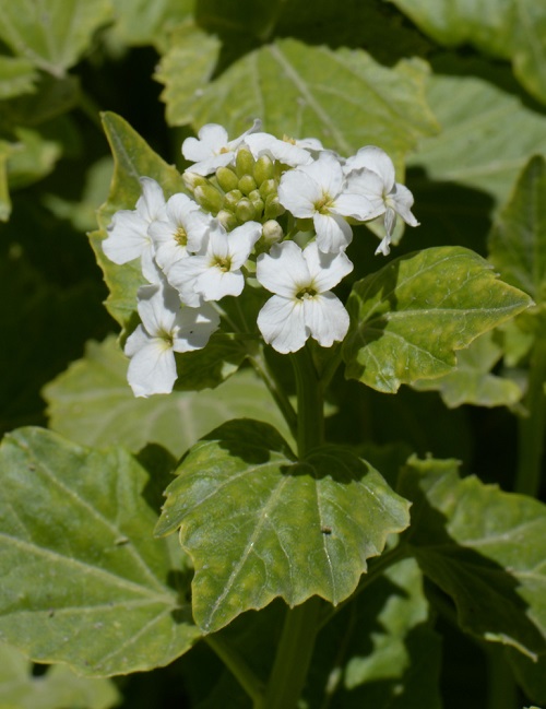 Flowers with 4 Petals 3