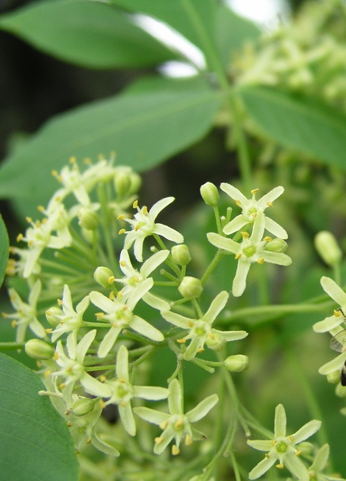 Hoptree Flower with 4 Petal