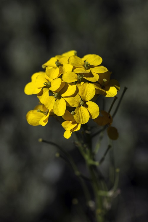 Flowers with 4 Petals 2