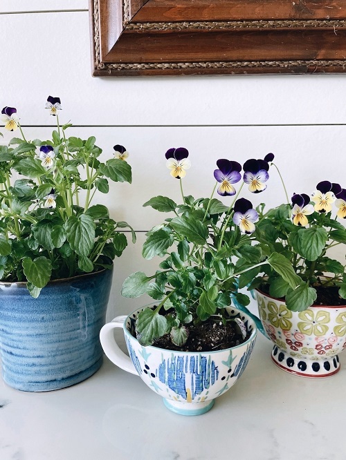 Edible Flower Teacup Garden