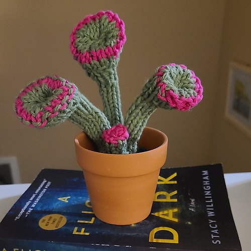 Finger Jade Succulent