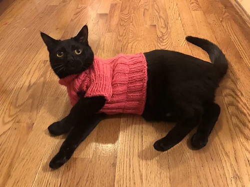 Bebe Kitty Sweater