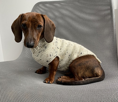 Stunning Pet Sweater 2