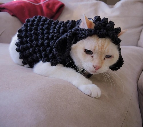 Pet Sweater Free Knitting Patterns 2