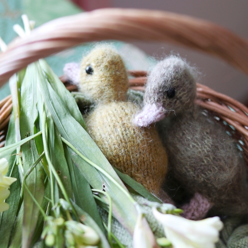 Adorable Ducklings