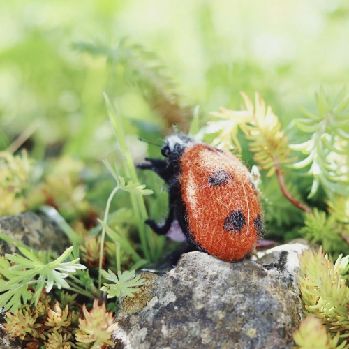 Ladybird Ladybug