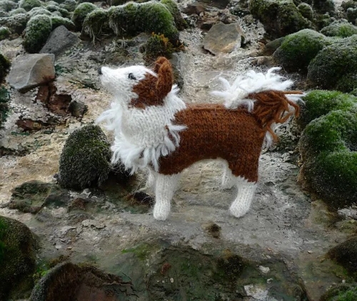 Perro de oveja islandés smali