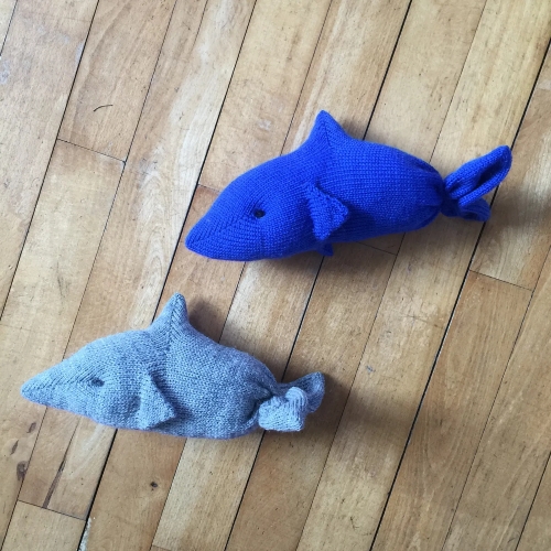 Adorable Dolphin Duo