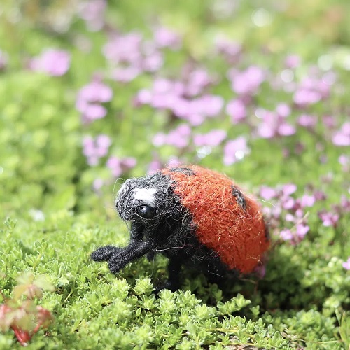 Ladybird Ladybug