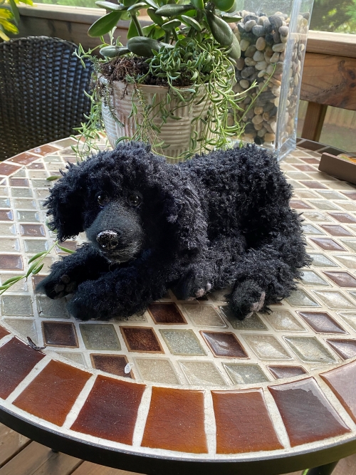 Jack the Black Poodle