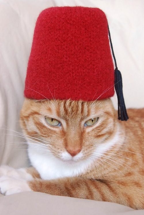 turkish cat hat