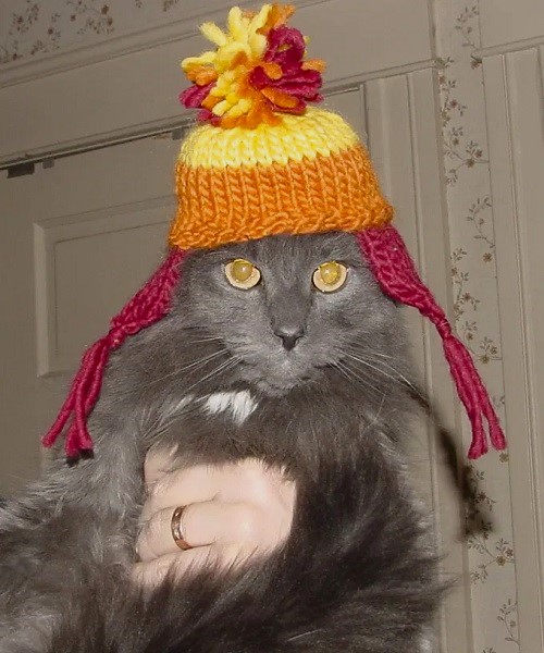 yellow and red cat hat