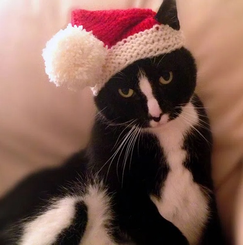 Santa Claws