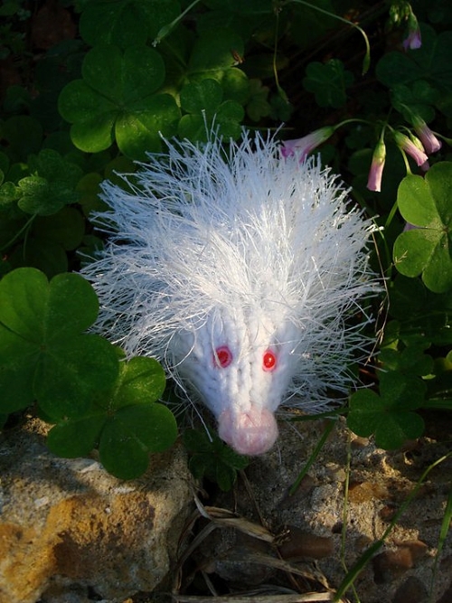 The Pocket Scrap Hedgehog