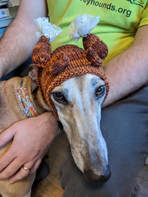Knitted Hat for Pets Free Patterns