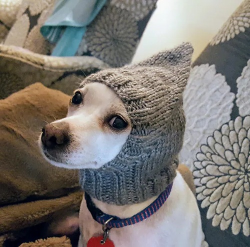 Knitted Hat for Pets Free Patterns