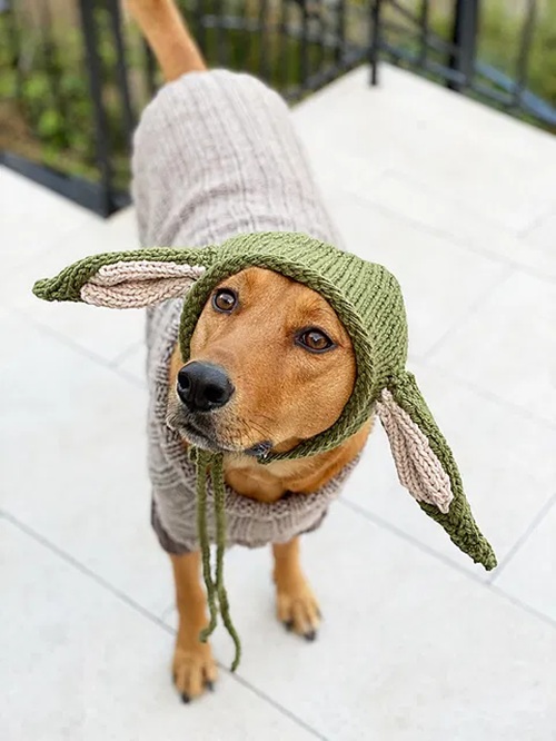 Knitted Hat for Pets Free Patterns