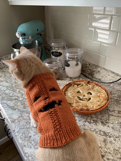 jack o'lantern cat sweater