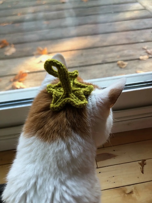Pumpkin Stem Hat